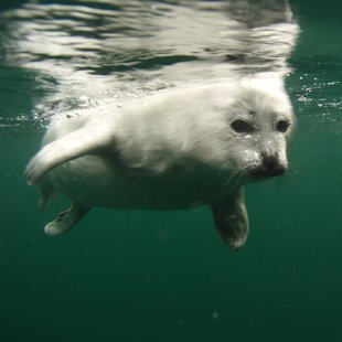 Whitecoat under water